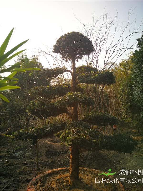 成都市精品罗汉松值多少钱？